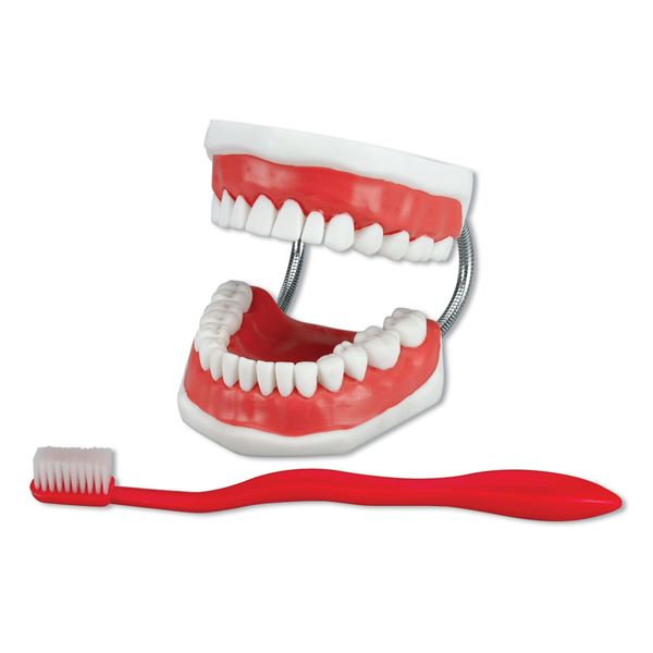 Demonstrační zubní kartáček (2:1)